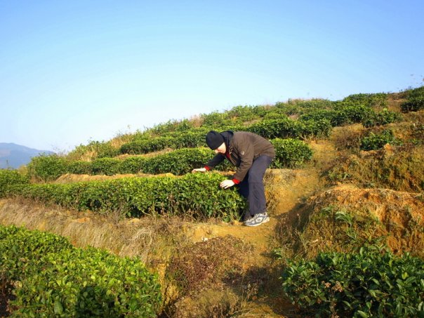 Fujian tea, it is oolong tea